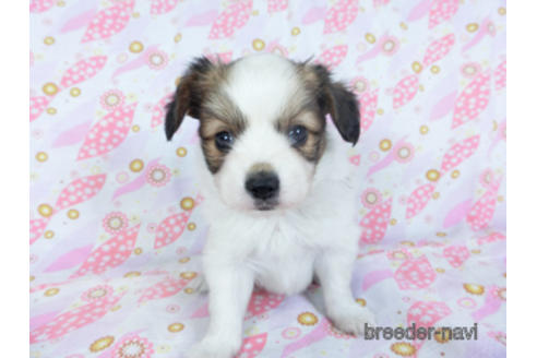 成約済の千葉県のパピヨン-157841の3枚目