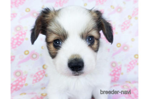 成約済の千葉県のパピヨン-157841の2枚目