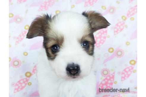 成約済の千葉県のパピヨン-157842