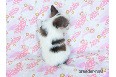 成約済の千葉県のパピヨン-157842の4枚目