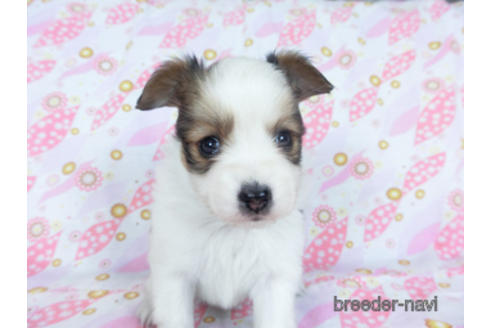 成約済の千葉県のパピヨン-157842の3枚目