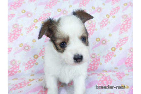 成約済の千葉県のパピヨン-157842の2枚目