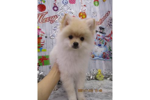 成約済の鳥取県のポメラニアン-147453の2枚目