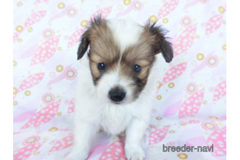 成約済の千葉県のパピヨン-157847の16枚目