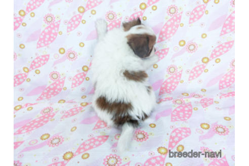 成約済の千葉県のパピヨン-157847の15枚目