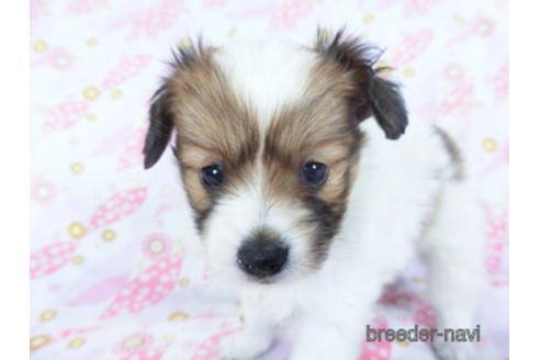 成約済の千葉県のパピヨン-157847の14枚目