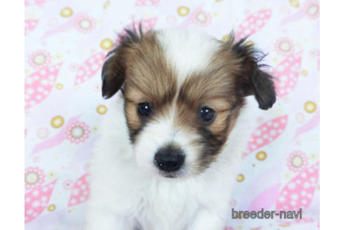 成約済の千葉県のパピヨン-157847の13枚目