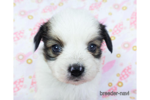 成約済の千葉県のパピヨン-157850の20枚目