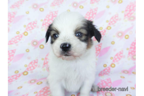 成約済の千葉県のパピヨン-157850の18枚目