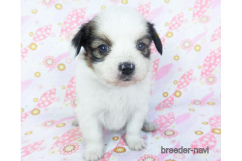 成約済の千葉県のパピヨン-157850の17枚目