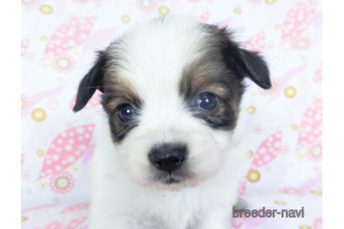 成約済の千葉県のパピヨン-157852の20枚目