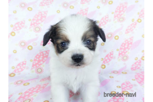 成約済の千葉県のパピヨン-157852の18枚目