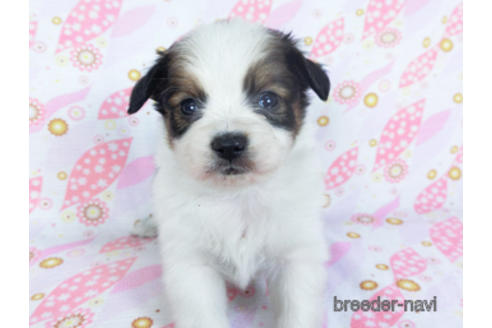 成約済の千葉県のパピヨン-157852の17枚目