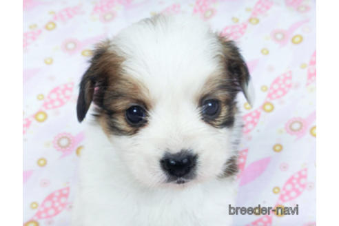 成約済の千葉県のパピヨン-157855の1枚目