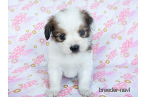 成約済の千葉県のパピヨン-157855の3枚目