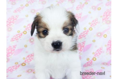 成約済の千葉県のパピヨン-157855の2枚目