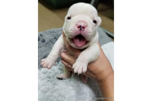 成約済の沖縄県のミックス犬-155506の20枚目