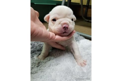 成約済の沖縄県のミックス犬-155506の19枚目