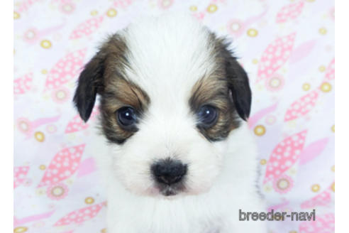 成約済の千葉県のパピヨン-157857の24枚目