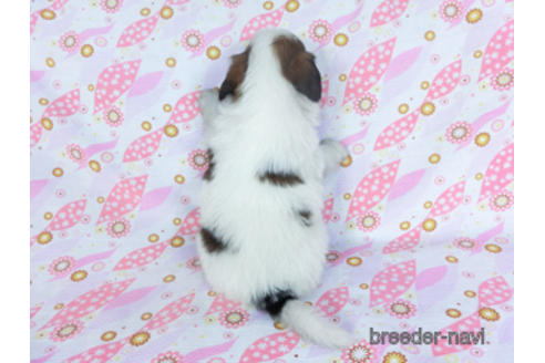 成約済の千葉県のパピヨン-157857の23枚目