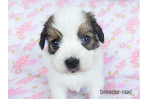 成約済の千葉県のパピヨン-157857の22枚目