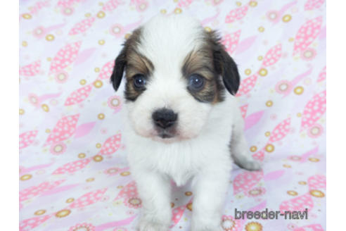 成約済の千葉県のパピヨン-157857の21枚目