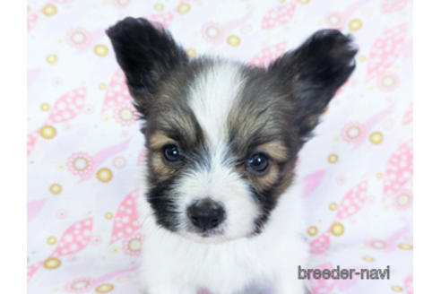 成約済の千葉県のパピヨン-157861の16枚目