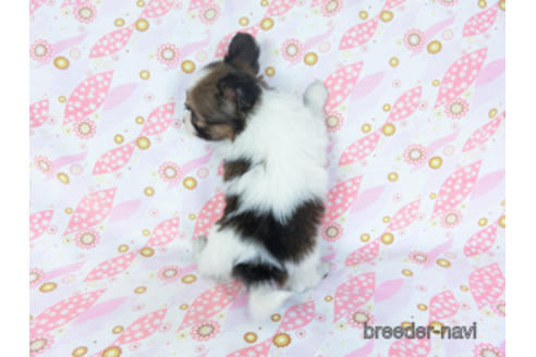 成約済の千葉県のパピヨン-157861の15枚目