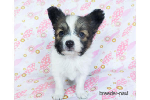 成約済の千葉県のパピヨン-157861の14枚目