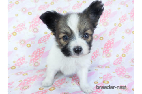 成約済の千葉県のパピヨン-157861の13枚目