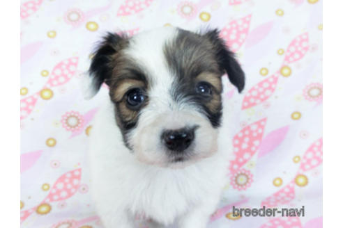 成約済の千葉県のパピヨン-157866の16枚目