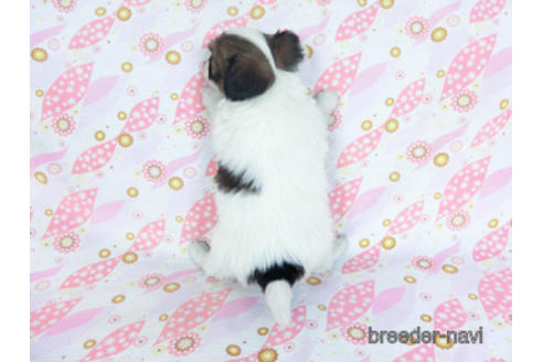 成約済の千葉県のパピヨン-157866の15枚目