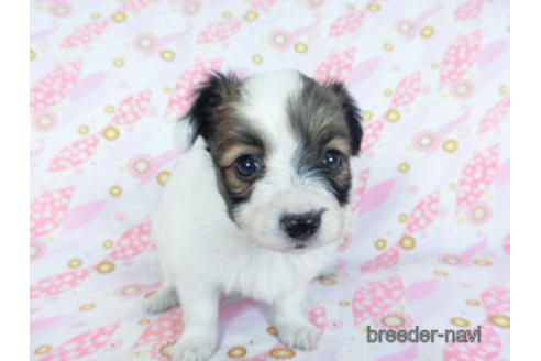 成約済の千葉県のパピヨン-157866の14枚目