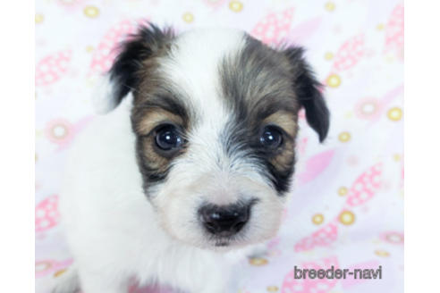 成約済の千葉県のパピヨン-157866の13枚目