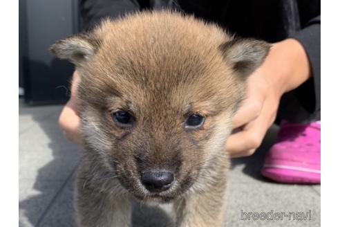 成約済の長崎県の柴犬-153723の1枚目