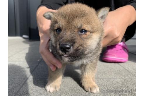 成約済の長崎県の柴犬-153723の5枚目