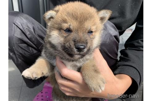 成約済の長崎県の柴犬-153723の3枚目