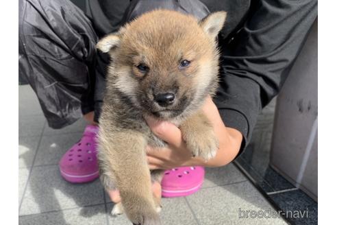 成約済の長崎県の柴犬-153723の2枚目