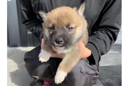 成約済の長崎県の柴犬-153724の2枚目