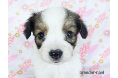 成約済の千葉県のパピヨン-157873の16枚目