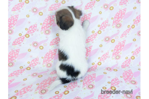 成約済の千葉県のパピヨン-157873の15枚目