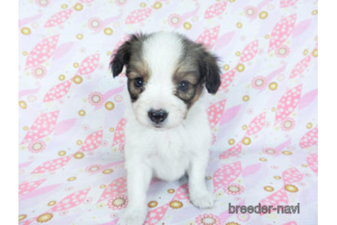 成約済の千葉県のパピヨン-157873の14枚目