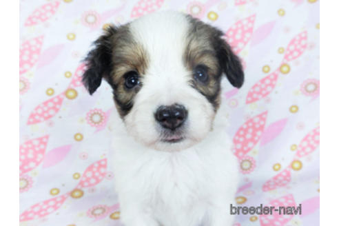 成約済の千葉県のパピヨン-157873の13枚目