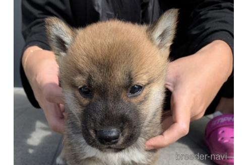 成約済の長崎県の柴犬-153726の1枚目