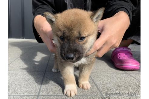 成約済の長崎県の柴犬-153726の5枚目