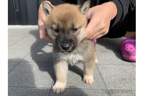 成約済の長崎県の柴犬-153726の3枚目