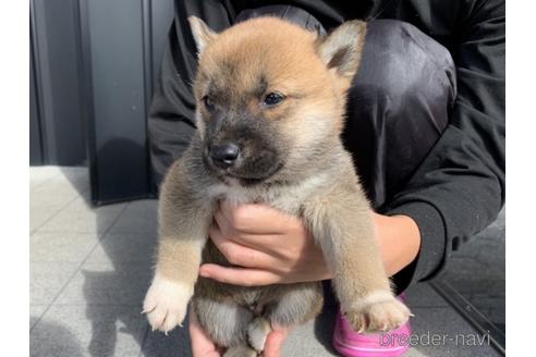 成約済の長崎県の柴犬-153726の2枚目