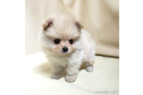 成約済の茨城県のミックス犬-154702の1枚目