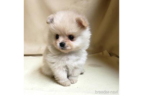 成約済の茨城県のミックス犬-154702の5枚目