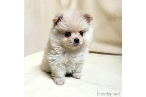 成約済の茨城県のミックス犬-154702の3枚目